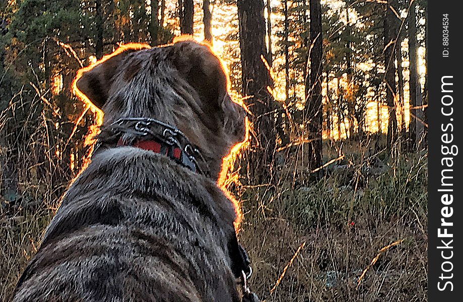 On our late afternoon walk, Felix sat right in front of the setting sun. Nice, glow, buddy!. On our late afternoon walk, Felix sat right in front of the setting sun. Nice, glow, buddy!