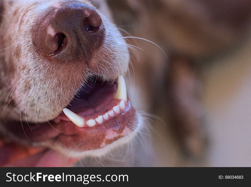 Canine Smile / Smiling Canines