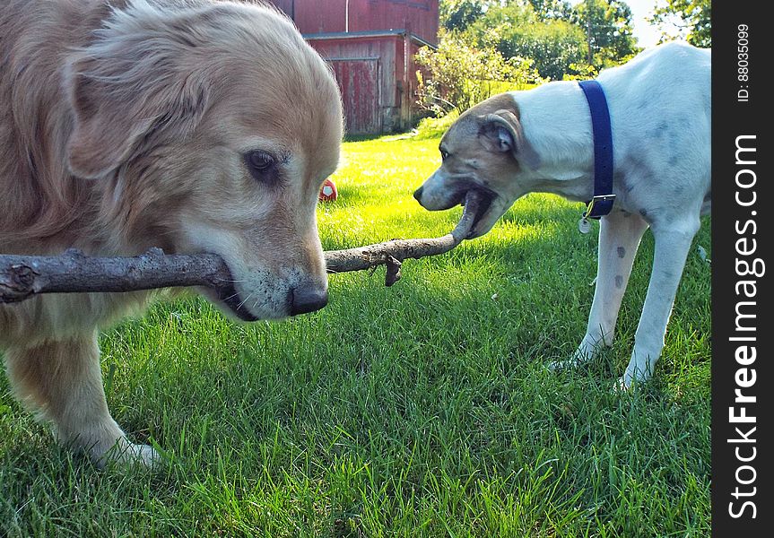 Working together? or against each other? They wouldn&#x27;t look at each other, nor would either let go of the stick. Working together? or against each other? They wouldn&#x27;t look at each other, nor would either let go of the stick.