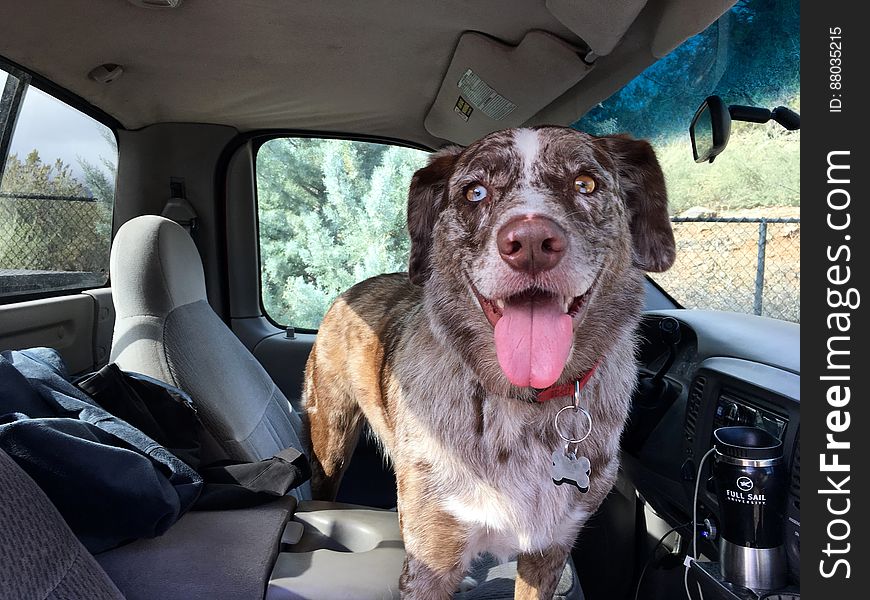 Felix was pretty excited when I showed up at the kennel this morning. &#x22;It&#x27;s like you just left yesterday!&#x22;. Felix was pretty excited when I showed up at the kennel this morning. &#x22;It&#x27;s like you just left yesterday!&#x22;