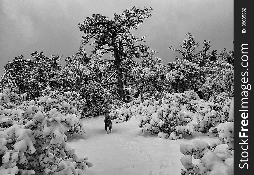 Inspecting the Trail