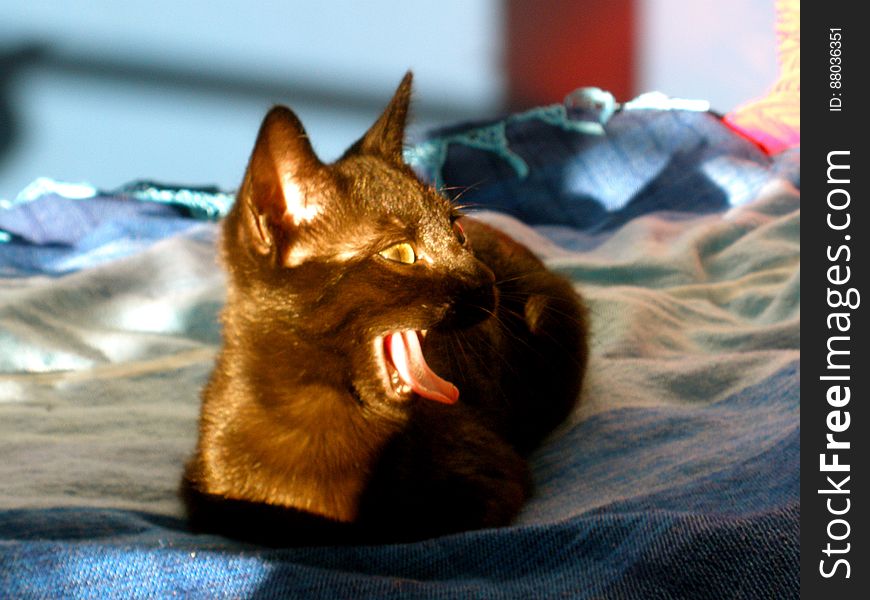 A Cute Yawn