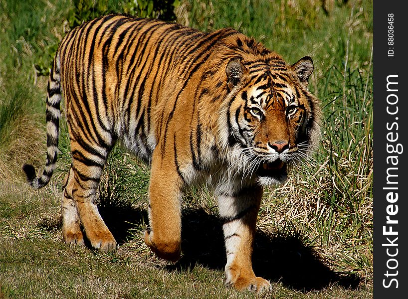 Sumatran Tiger.