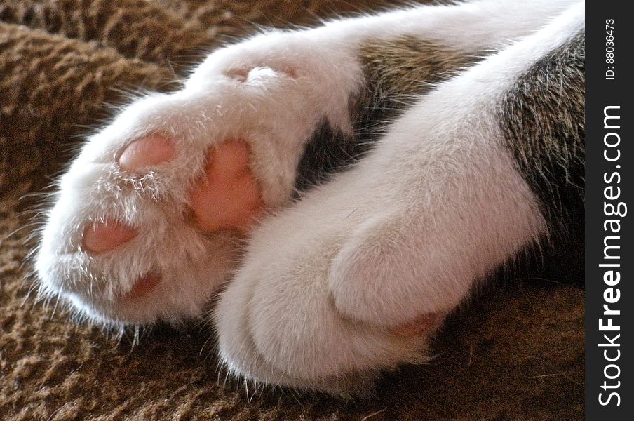 Fuzzy Paws