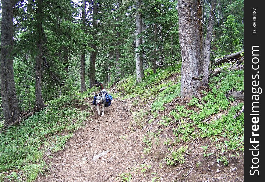 Trail up to Bonito Pass, Colorado. Trail up to Bonito Pass, Colorado