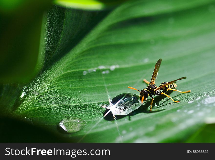 Paper Wasp Beside Dew Drop On Plant Leaf