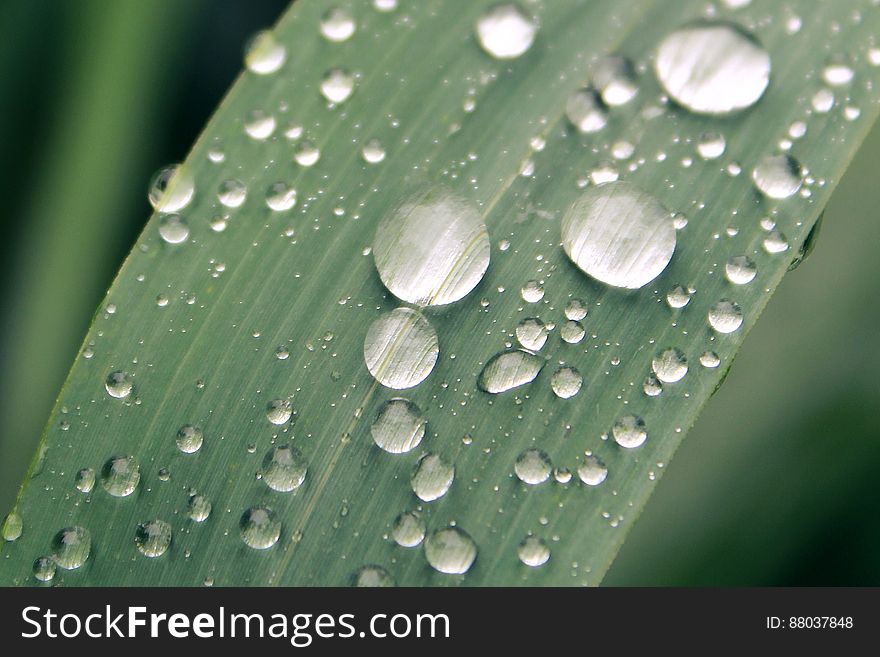 Macro view of dew drops on green plant leaf. Macro view of dew drops on green plant leaf.