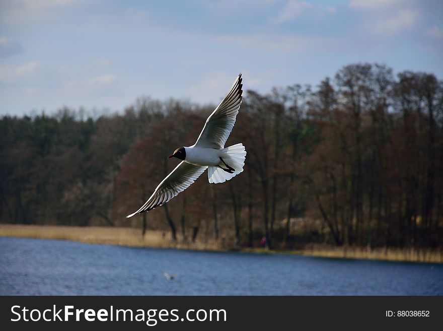 A seagull flying over water in park. A seagull flying over water in park.