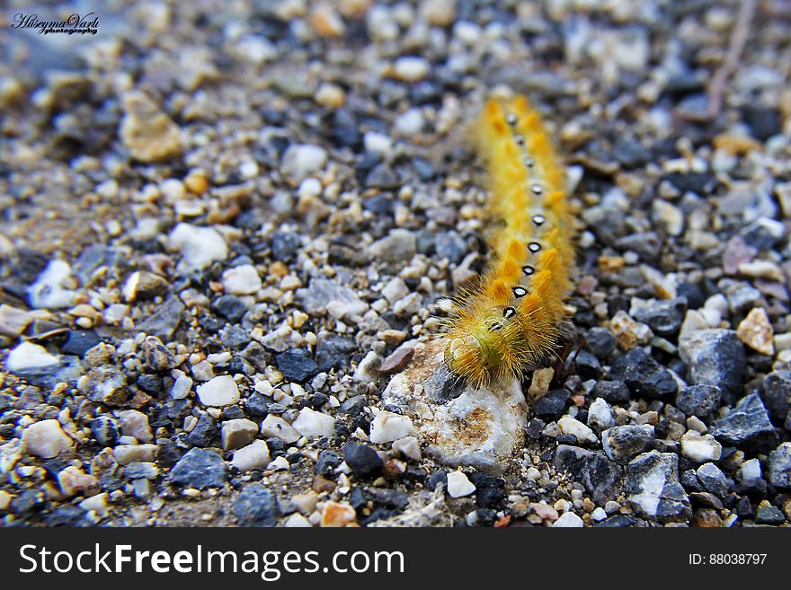 A close up of a yellow caterpillar on pebbles