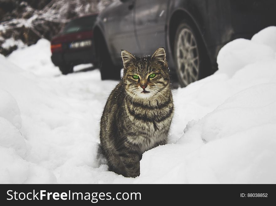 Tabby cat sitting in the snow