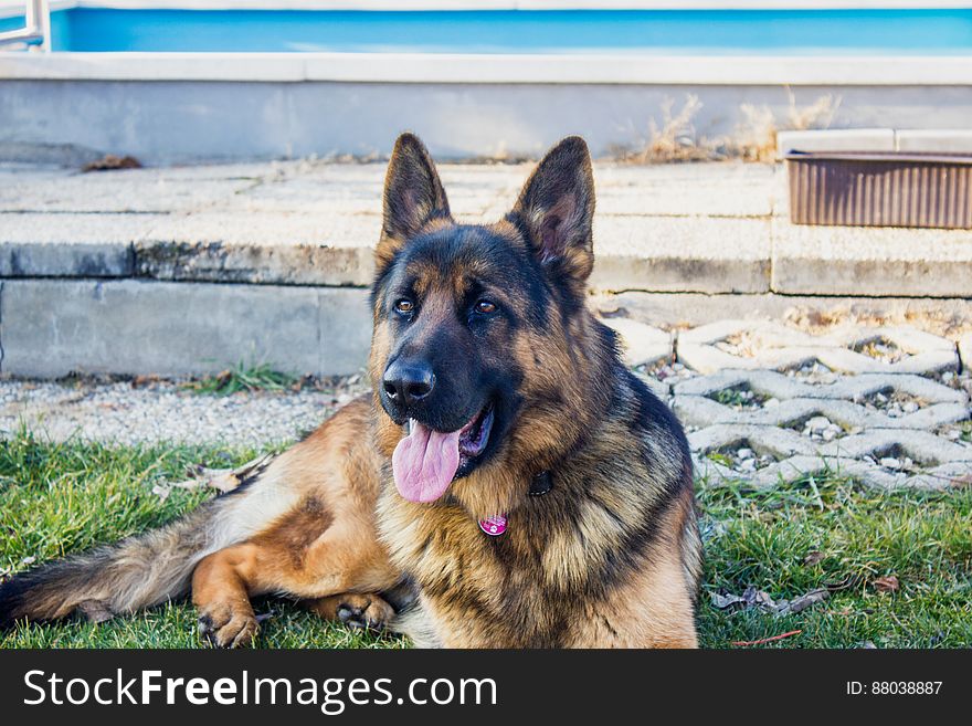 Portrait of German shepherd dog panting in grass outside on sunny day. Portrait of German shepherd dog panting in grass outside on sunny day.