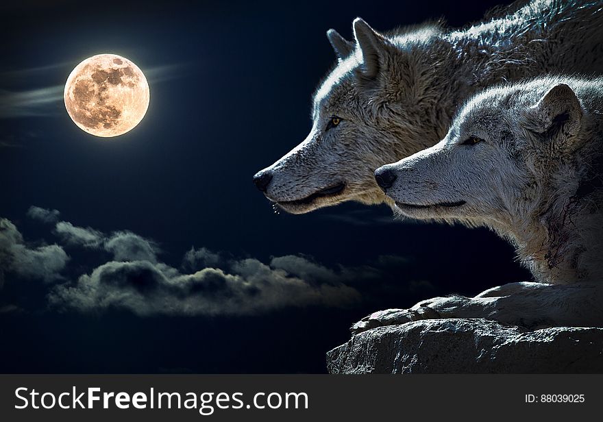 Portrait Of Wolves With Full Moon