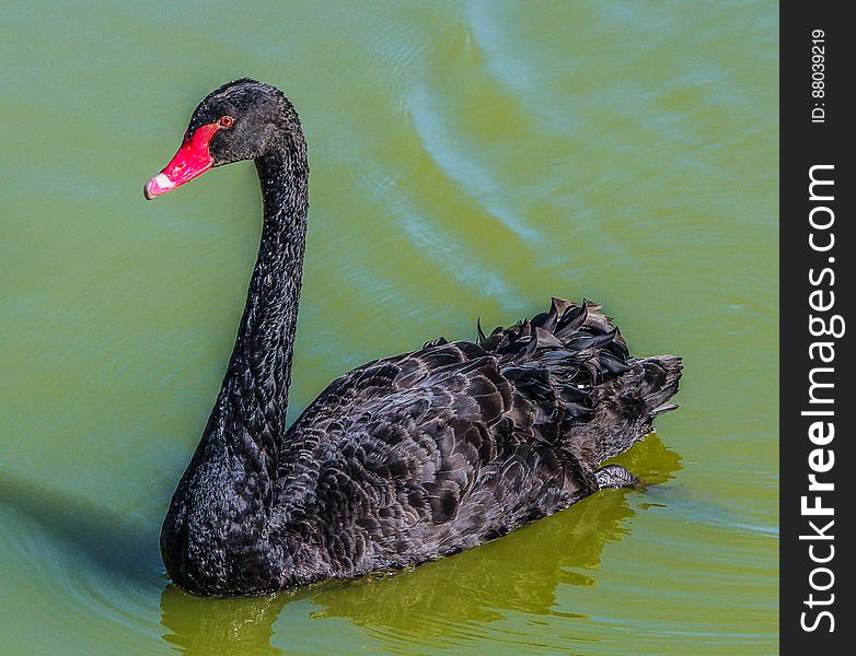 Black Featheres Red Beak Bird Swim On The Surface Of Water