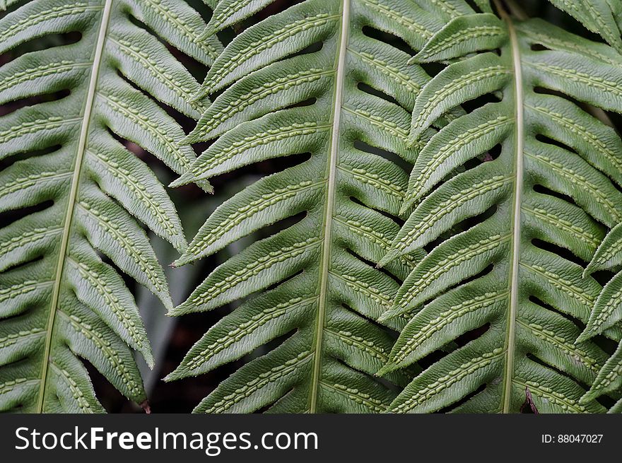 The texture of the fresh leaves of a fern