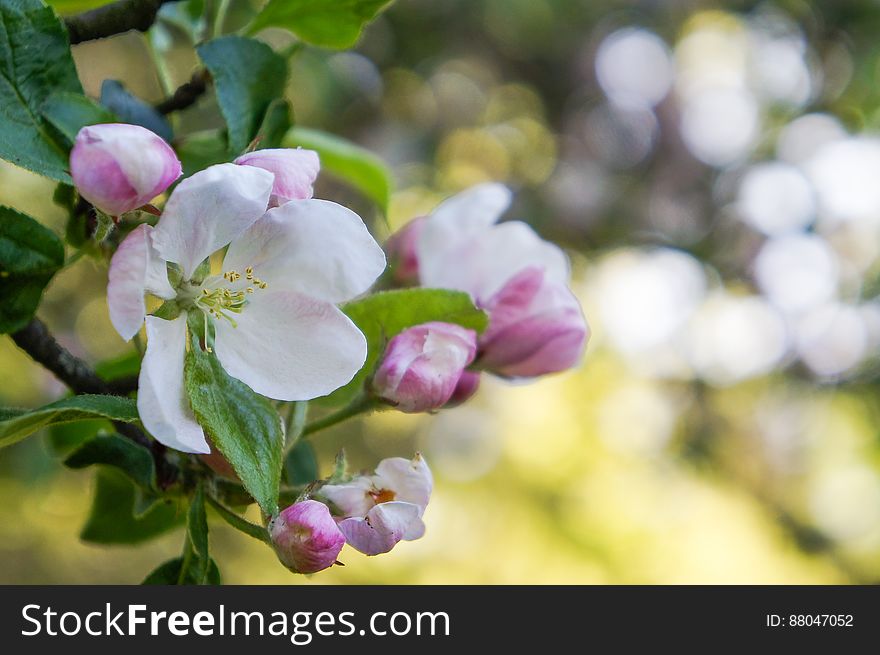 A Branch Of Apple Blossoms In Early Spring