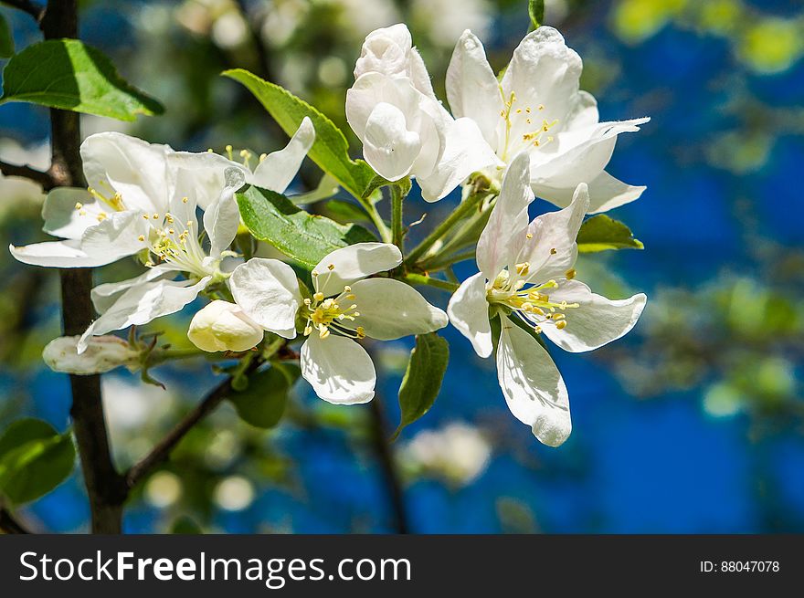 Flowering Apple trees in early spring. Flowering Apple trees in early spring