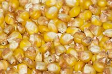 Corn 2 Royalty Free Stock Image