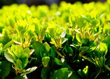 Chinese Ilex Leaf Royalty Free Stock Photography Chinese Ilex Leaf Royalty Free Stock Photography