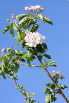 Apple Blossoms Royalty Free Stock Photos Apple Blossoms Royalty Free Stock Photos