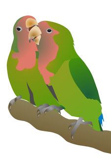 Pink-checked Parrots Agapornis Roseicollis Stock Image