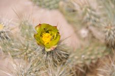 Cholla Cactus Bloom Stock Photos