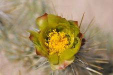 Cholla Cactus Bloom Royalty Free Stock Image
