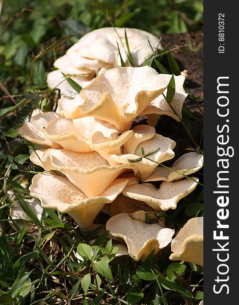 Wild Mushroom In Kerala