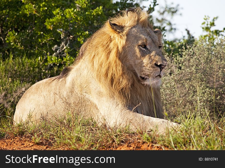 Portrait of a male African lion (Panthera leo), South Africa. Portrait of a male African lion (Panthera leo), South Africa