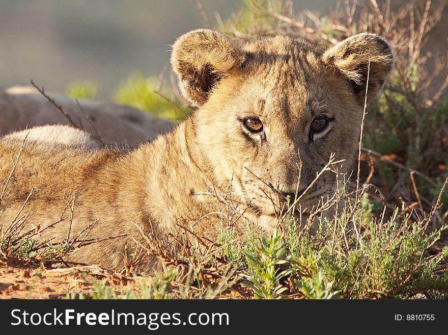 Portrait of a cute little African lion cub (Panthera leo), South Africa