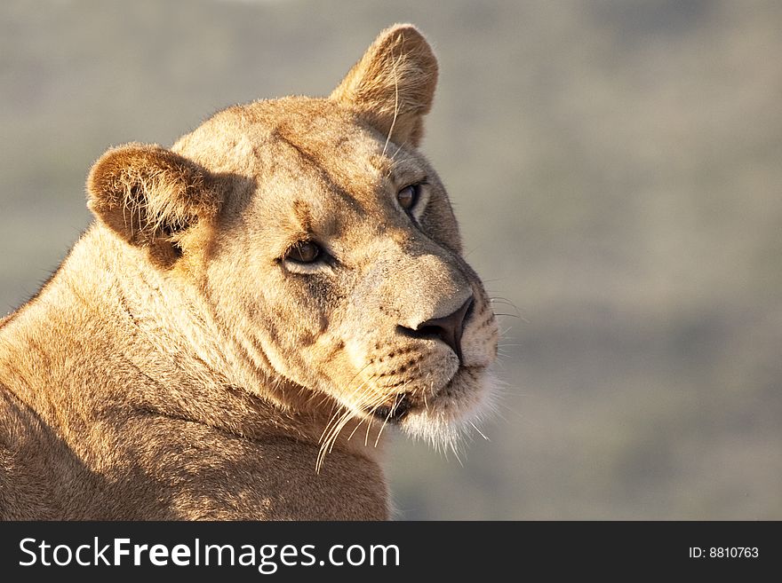 Portrait of a female African lion (Panthera leo), South Africa. Portrait of a female African lion (Panthera leo), South Africa