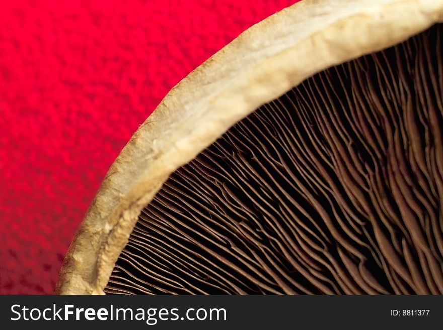 Abstract close up Mushroom image series. Abstract close up Mushroom image series