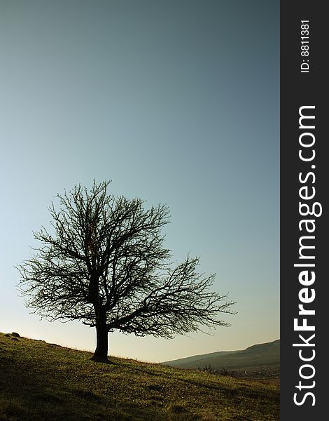 Isolated tree in the spring light. Isolated tree in the spring light