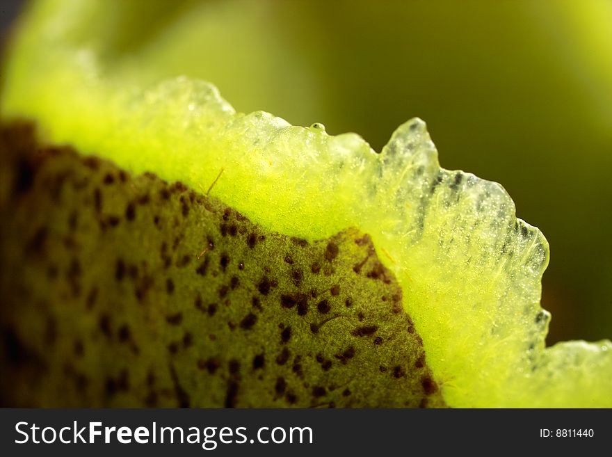 Abstract close up Kiwifruit images. Abstract close up Kiwifruit images