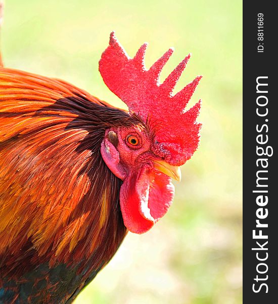This is a beautiful cock that walks in a field. This is a beautiful cock that walks in a field
