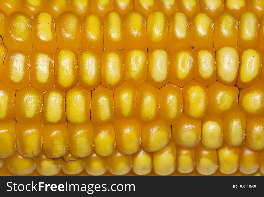 A closeup of a corn ear. A closeup of a corn ear