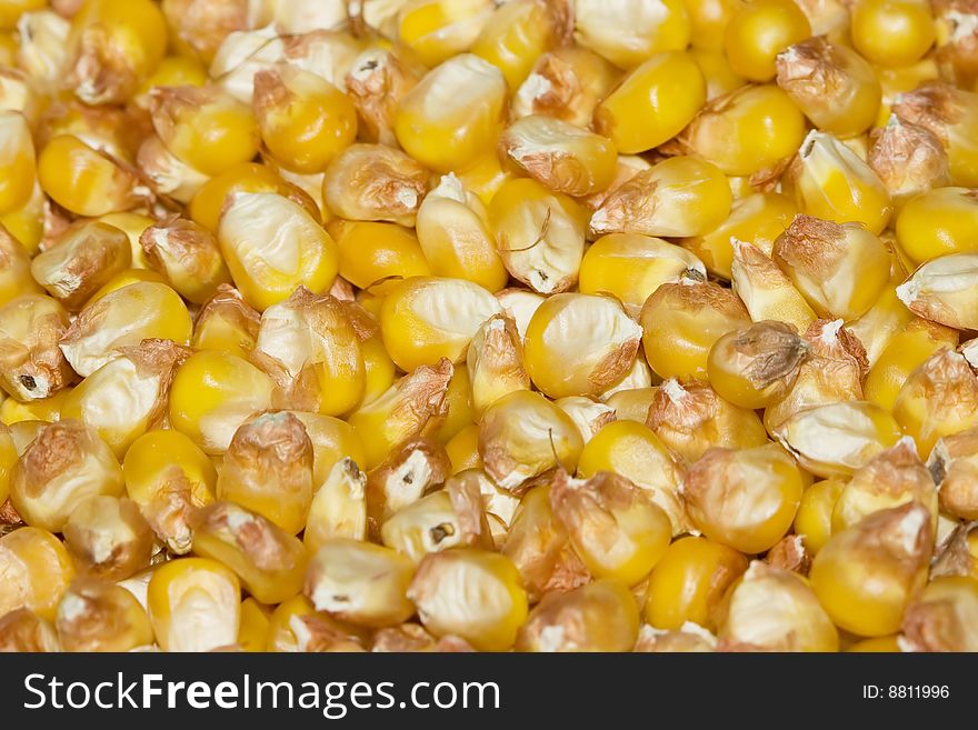 A closeup of corn grains. A closeup of corn grains