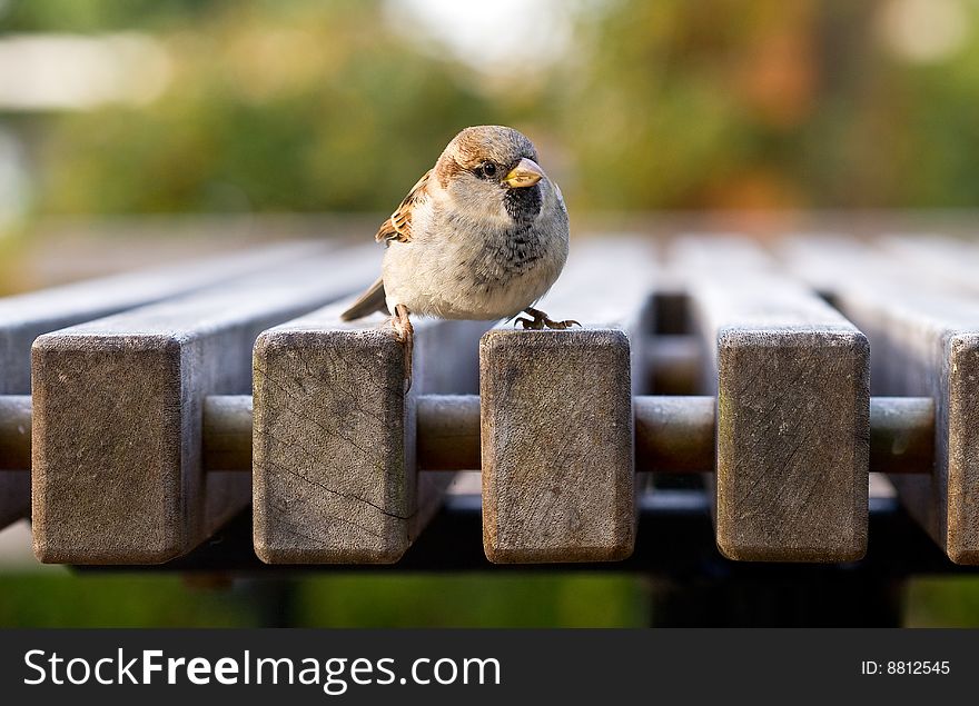 Small new zealand bird perched on a table