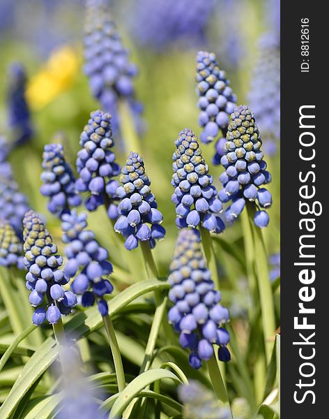 Blue common grape hyacinth in the sun in spring