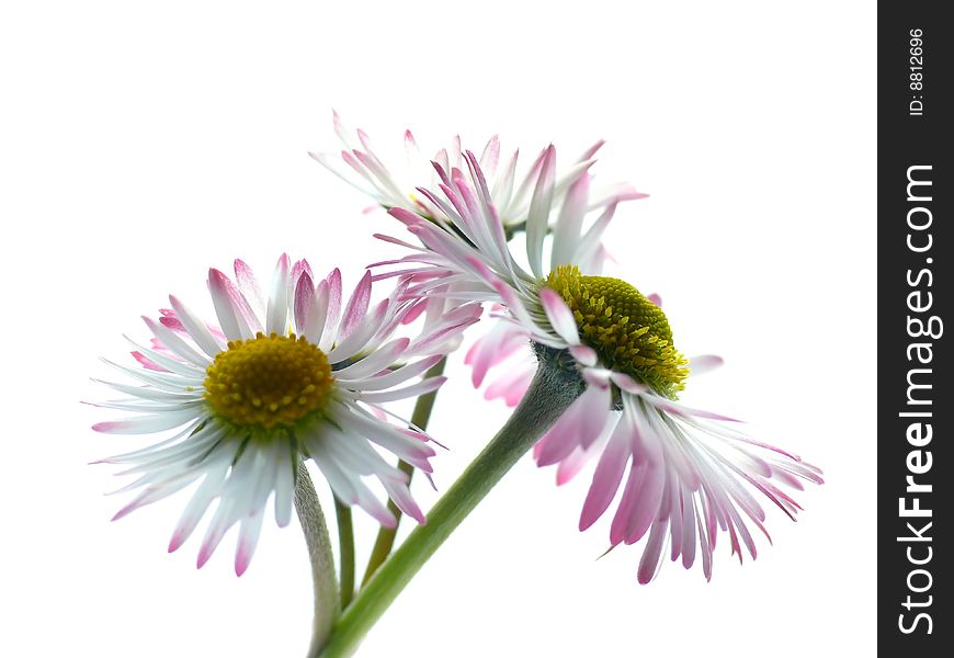 Three Daisy Flowers