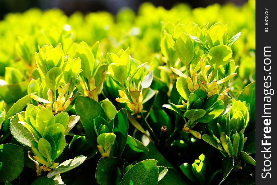 Chinese most common garden afforestation tree seed - spring's Chinese ilex leaf