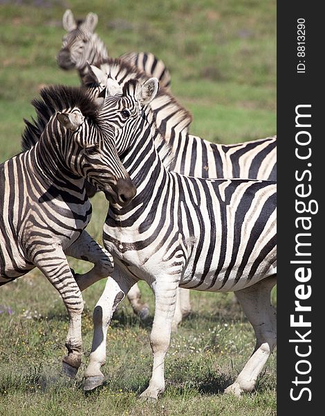 Burchell zebras playing in the field, South Africa