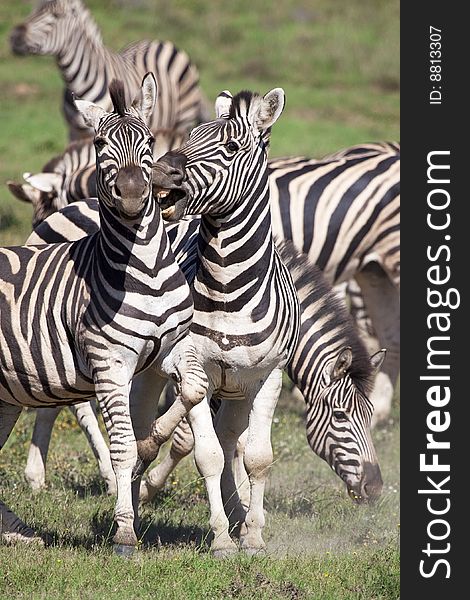 Burchell zebras playing in the field, South Africa