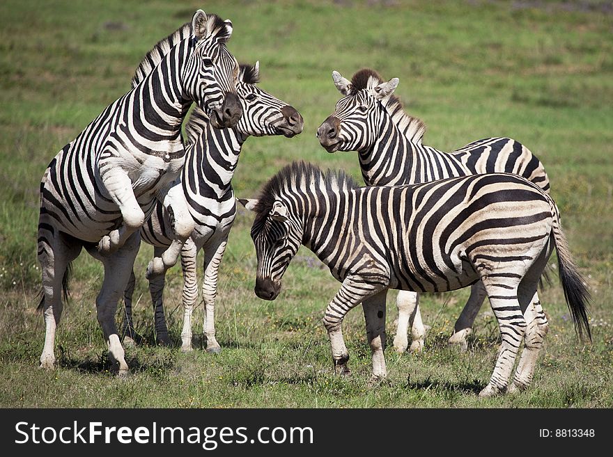 Burchell zebras playing in the field, South Africa