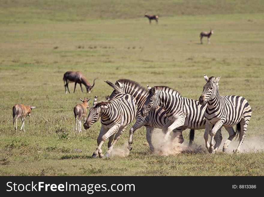 Burchell zebras