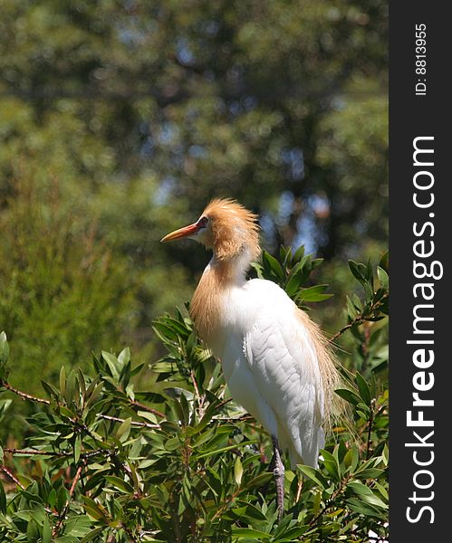 Picture of a crane (Western Australia), Australia Other perspective. Picture of a crane (Western Australia), Australia Other perspective