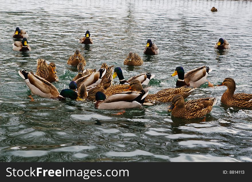 Group of mallard ducks is hunting in water of big park pond. Group of mallard ducks is hunting in water of big park pond