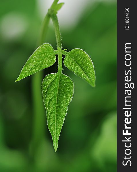 Close up of green bean leaf. Close up of green bean leaf