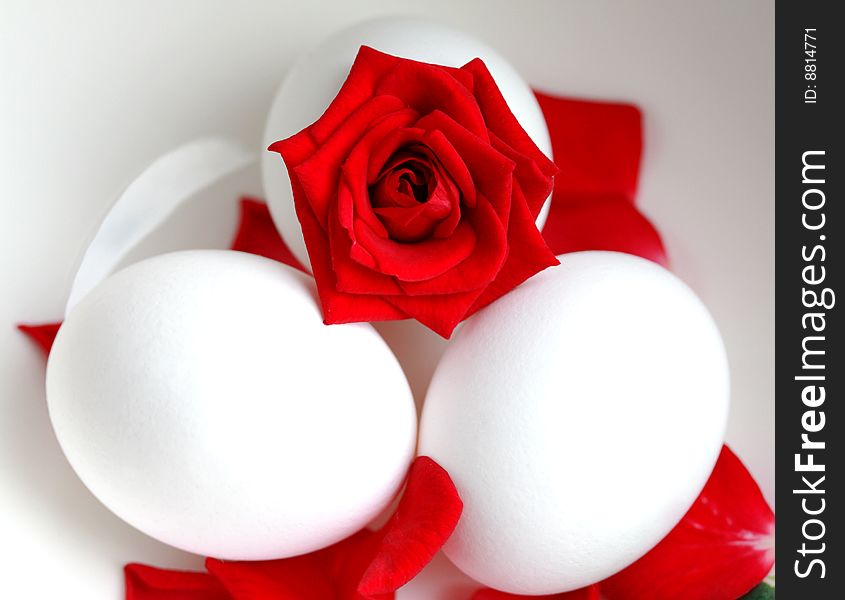 Blossom of rose's in a white egg. Blossom of rose's in a white egg.