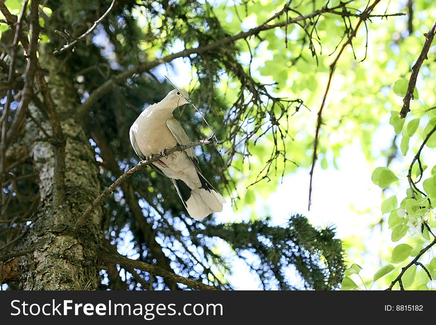 Dove Holds A Branch