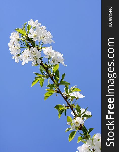 Cherry blossoms in full blossom